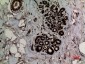 p53 (Di Methyl Lys370) Polyclonal Antibody